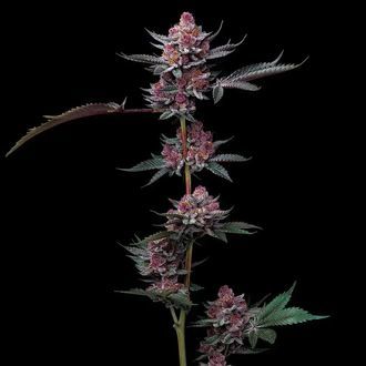 Cherry Poppers (Barney's Farm) Feminiserede