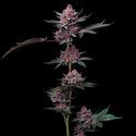 Cherry Poppers (Barney's Farm) Feminiserede