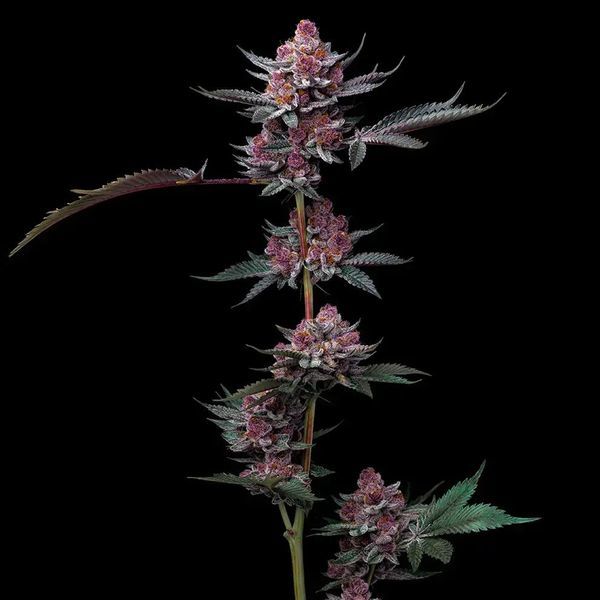 Cherry Poppers (Barney's Farm) Feminiserede