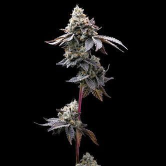 GMO Cookies (Barney's Farm) Feminiserede cannabisfr&oslash;