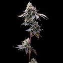 GMO Cookies (Barney's Farm) Feminiserede