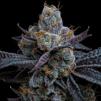 White Runtz (Barney's Farm) Feminiserede