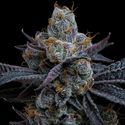 White Runtz (Barney's Farm) Feminiserede