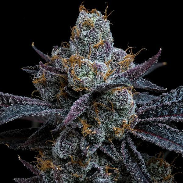 White Runtz (Barney's Farm) Feminiserede