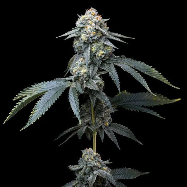 Jealousy (Barney's Farm) Feminiserede