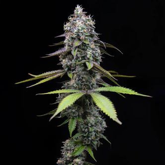 Zoap (Barney's Farm) Feminiserede cannabisfr&oslash;