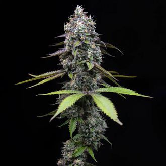Zoap (Barney's Farm) Feminiserede