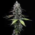 Zoap (Barney's Farm) Feminiserede
