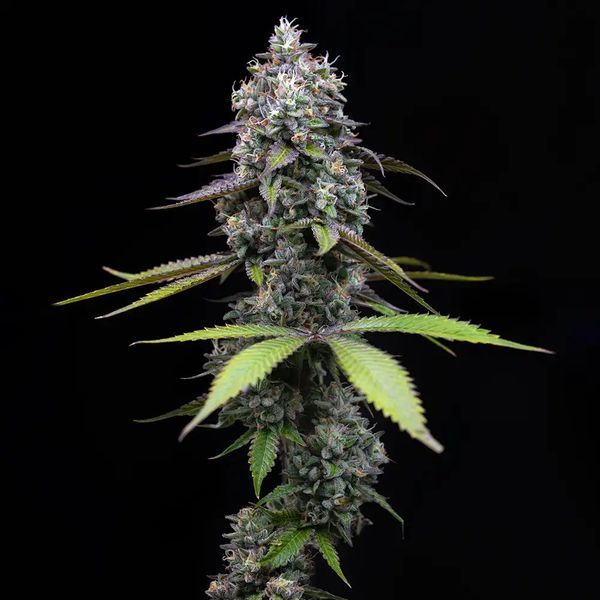 Zoap (Barney's Farm) Feminiserede