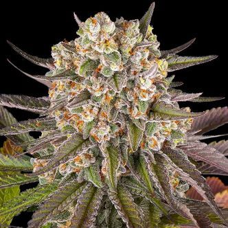 Limoncello (Barney's Farm) Feminiseret