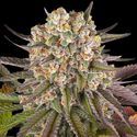 Limoncello (Barney's Farm) Feminiserede