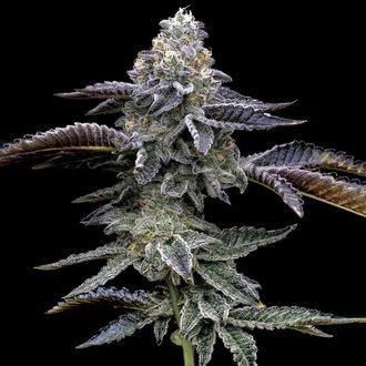 Blue Dream (Barney's Farm) Feminiserede