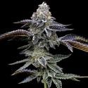 Blue Dream (Barney's Farm) Feminiserede