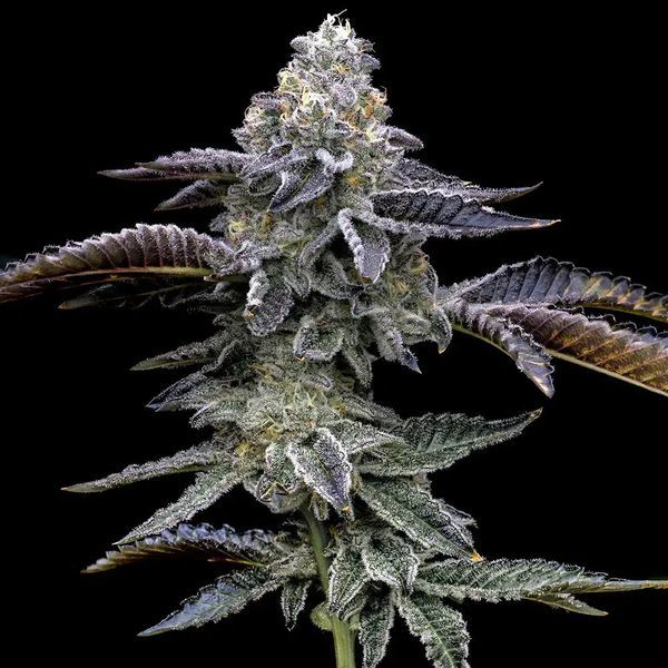 Blue Dream (Barney's Farm) Feminiserede