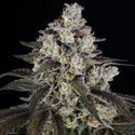 Trainwreck (Barney's Farm) Feminiserede