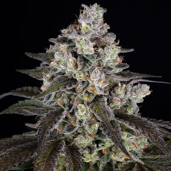 Trainwreck (Barney's Farm) Feminiserede