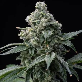 Bruce Banner (Barney's Farm) Feminiserede cannabisfr&oslash;