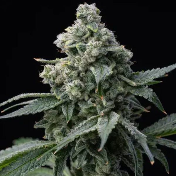 Bruce Banner (Barney's Farm) Feminiserede