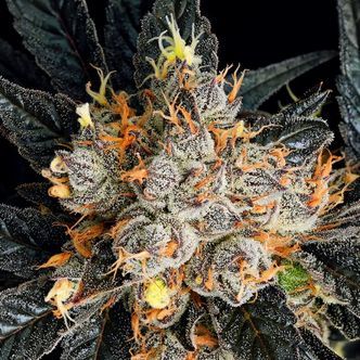 Aura (Anesia Seeds) Feminiserede