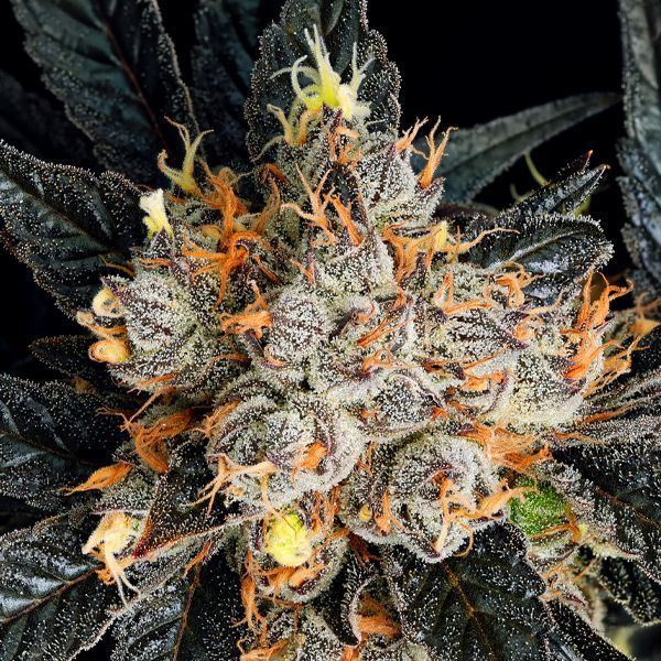 Aura (Anesia Seeds) Feminiserede