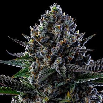 First Lady (Anesia Seeds) Feminiserede