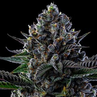 First Lady (Anesia Seeds) Feminiserede