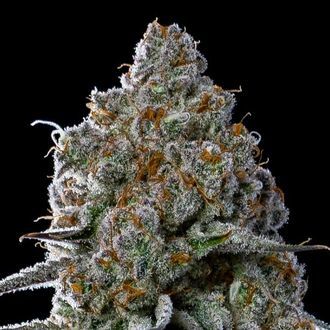 Fryday Boof (Anesia Seeds) Feminiserede