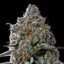 Fryday Boof (Anesia Seeds) Feminiserede