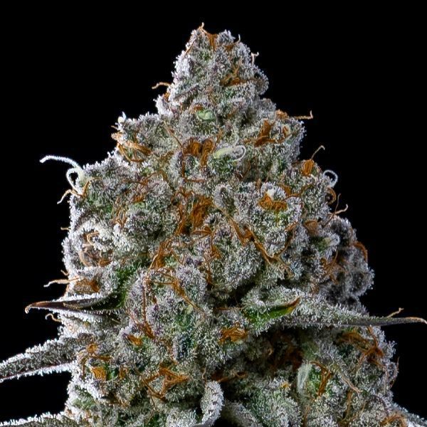 Fryday Boof (Anesia Seeds) Feminiserede
