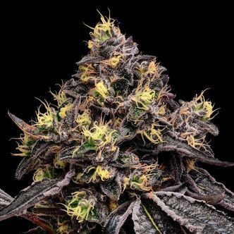 Glowberry Rush (Anesia Seeds) Feminiserede cannabisfr&oslash;