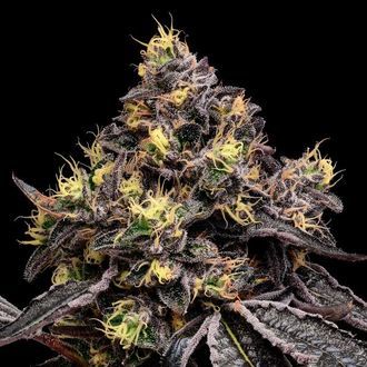 Glowberry Rush (Anesia Seeds) Feminiserede