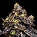 Glowberry Rush (Anesia Seeds) Feminiserede