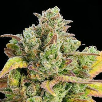 Honey Fried Banana (Anesia Seeds) Feminiserede