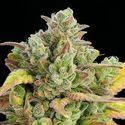 Honey Fried Bananas (Anesia Seeds) Feminiserede