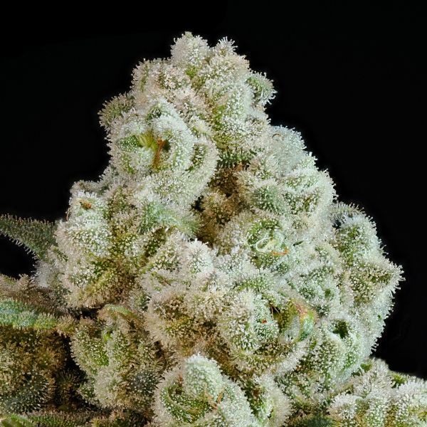 Privileged Baddie (Anesia Seeds) Feminiserede