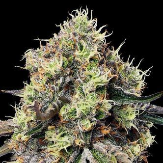 Roswell Code (Anesia Seeds) Feminiserede cannabisfr&oslash;