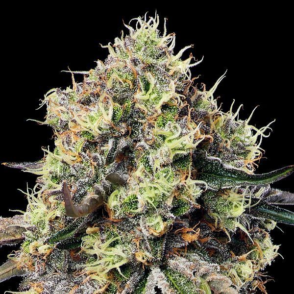 Roswell Code (Anesia Seeds) Feminiserede