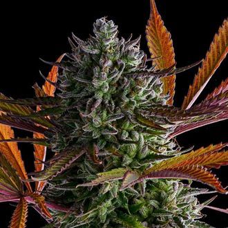 Strawberry Pop Rocks (Anesia Seeds) Feminiserede