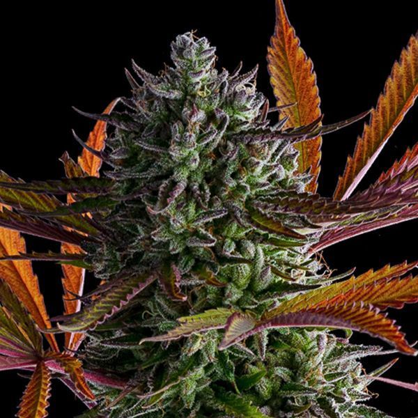 Strawberry Pop Rocks (Anesia Seeds) Feminiserede