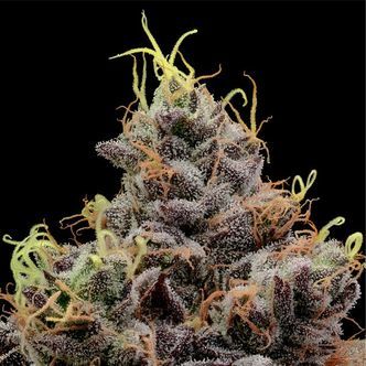 Think Tank (Anesia Seeds) Feminiserede