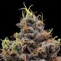 Think Tank (Anesia Seeds) Feminiserede