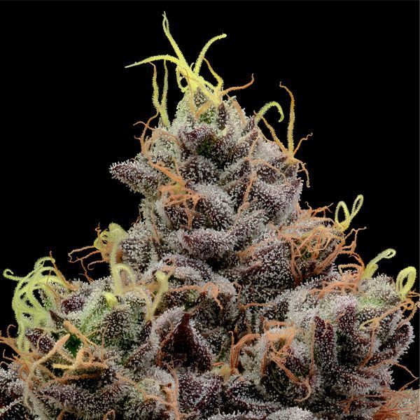 Think Tank (Anesia Seeds) Feminiserede