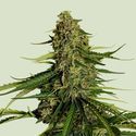 Gaia F1 Auto (Royal Queen Seeds) Feminiserede