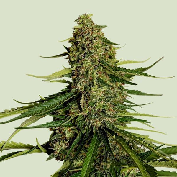 Gaia F1 Auto (Royal Queen Seeds) Feminiserede