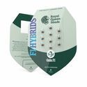 Gaia F1 Auto (Royal Queen Seeds) Feminiserede