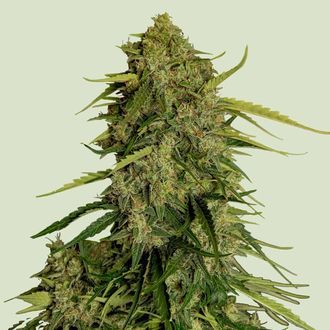 Atlas F1 Auto (Royal Queen Seeds) Feminiserede