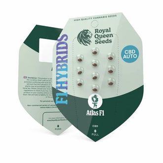 Atlas F1 Auto (Royal Queen Seeds) Feminiserede