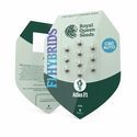 Atlas F1 Auto (Royal Queen Seeds) Feminiserede