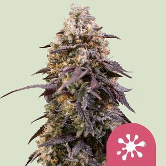 Sticky Queen (Royal Queen Seeds) Feminiserede