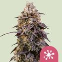 Sticky Queen (Royal Queen Seeds) Feminiserede